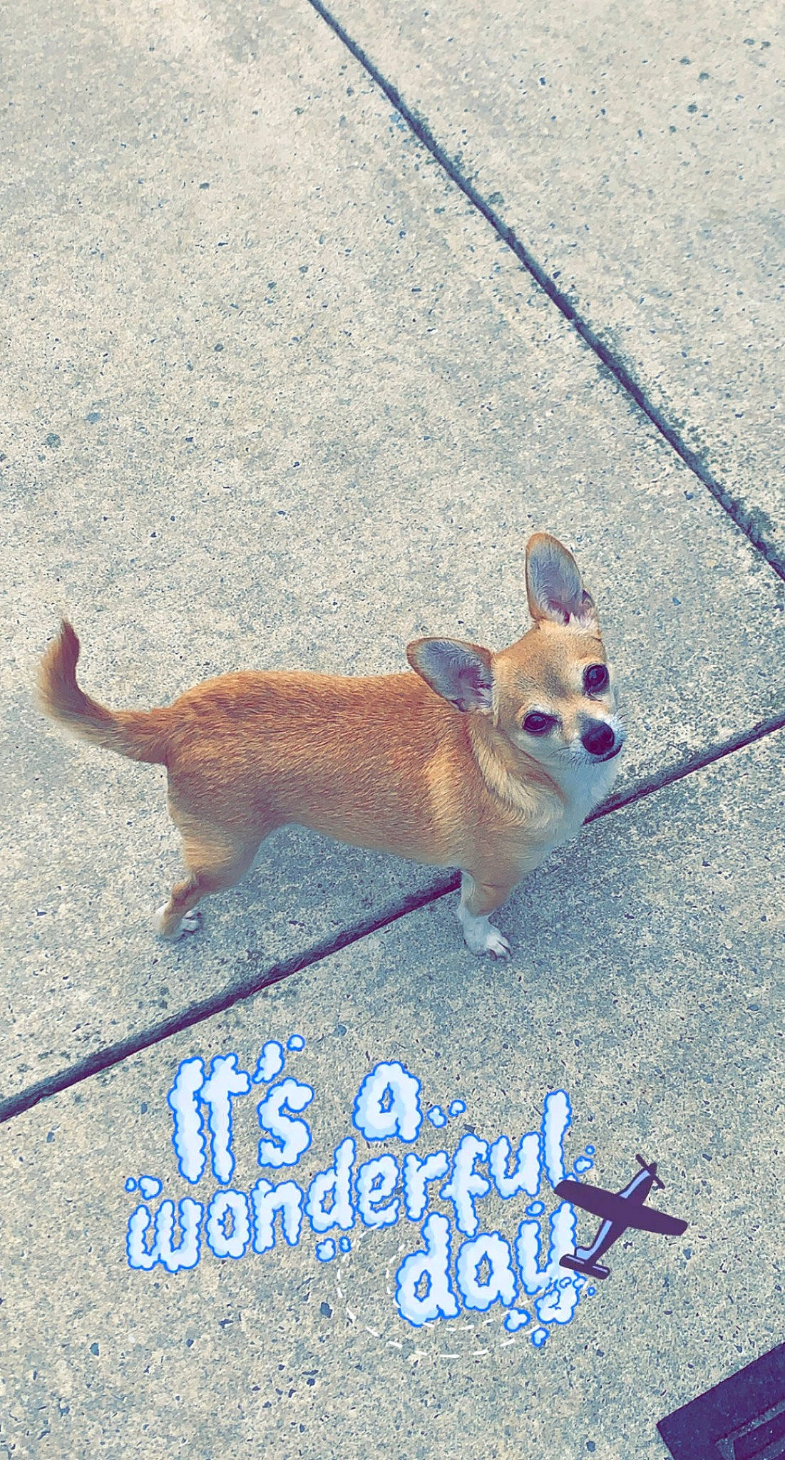 Piper is registered to the contest to win money with this photo: asphalt, carnivore, chihuahua, collar, companion_dog, dog, dog_breed, eyewear, fawn, fur, line, paw, road, road_surface, sidewalk, snout, tail, terrestrial_animal, toy_dog, whiskers