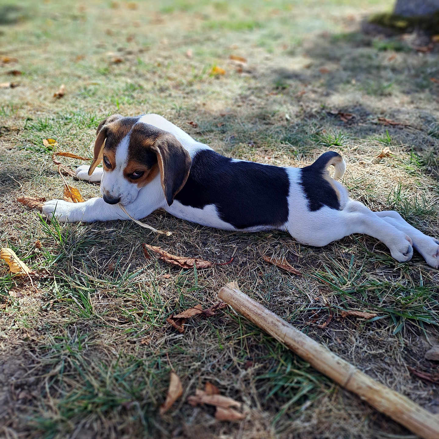 Vasco a rejoint le concours — aidez-le/la à gagner de superbes lots ! animal, architecture, ball, beagle, building, canine, dog, grass, hound, outdoors, pet, plant, pointer, puppy, shelter, soil, sport, tennis, tennisball, wood