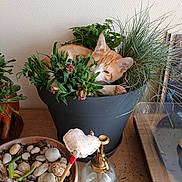 Pixel a rejoint le concours — aidez-le/la à gagner de superbes lots ! cat, cozy, curious_cat, feline, flower_pot, greenery, heart_shaped_stick, home_decor, indoor, leafy, nature, orange_cat, pet, plant_mister, plants, potted_plants, resting_cat, stones, succulent, wooden_table