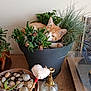 cat, cozy, curious_cat, feline, flower_pot, greenery, heart_shaped_stick, home_decor, indoor, leafy, nature, orange_cat, pet, plant_mister, plants, potted_plants, resting_cat, stones, succulent, wooden_table