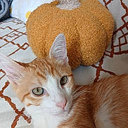 Pixel participe au concours pour gagner de l'argent avec cette photo : cat, orange_cat, white_cat, pet, indoor, couch, cushion, patterned_fabric, pumpkin_pillow, decor, cozy, relaxed, whiskers, ears, fur, closeup, animal, autumn, home, resting