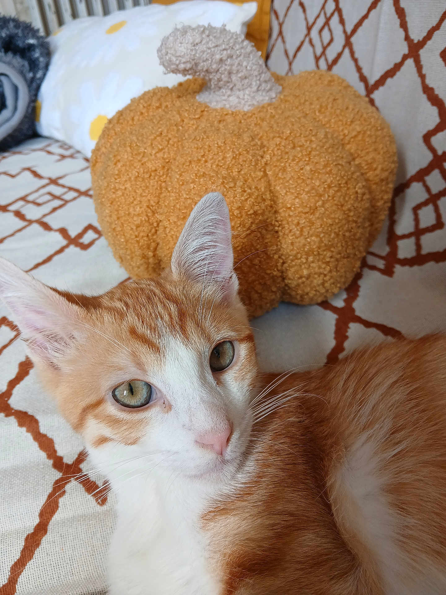 Pixel participe au concours pour gagner de l'argent avec cette photo : cat, orange_cat, white_cat, pet, indoor, couch, cushion, patterned_fabric, pumpkin_pillow, decor, cozy, relaxed, whiskers, ears, fur, closeup, animal, autumn, home, resting