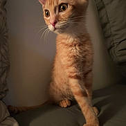 Aloha participe au concours pour gagner de l'argent avec cette photo : kitten, cat, orange_tabby, pet, feline, curious, whiskers, paws, bed, indoor, soft_lighting, fur, cute, animal, young, small, domestic_cat, sitting, portrait, playful