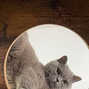 Amarin a rejoint le concours — aidez-le/la à gagner de superbes lots ! cat, gray_cat, fluffy, pet, animal, mirror, reflection, upside_down, paw, whiskers, ears, eyes, round_mirror, wooden_floor, indoor, cozy, portrait, close_up, playful, photography