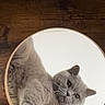 cat, gray_cat, fluffy, pet, animal, mirror, reflection, upside_down, paw, whiskers, ears, eyes, round_mirror, wooden_floor, indoor, cozy, portrait, close_up, playful, photography