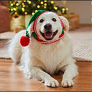 Franklin is registered to the contest to win money with this photo: dog, white_dog, festive_hat, knitted_hat, pom_pom, holiday, christmas, indoor, wooden_floor, smiling, happy, pet, cute, fluffy, domestic_animal, holiday_decor, blurred_background, cozy, lying_down, canine