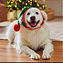 dog, white_dog, festive_hat, knitted_hat, pom_pom, holiday, christmas, indoor, wooden_floor, smiling, happy, pet, cute, fluffy, domestic_animal, holiday_decor, blurred_background, cozy, lying_down, canine