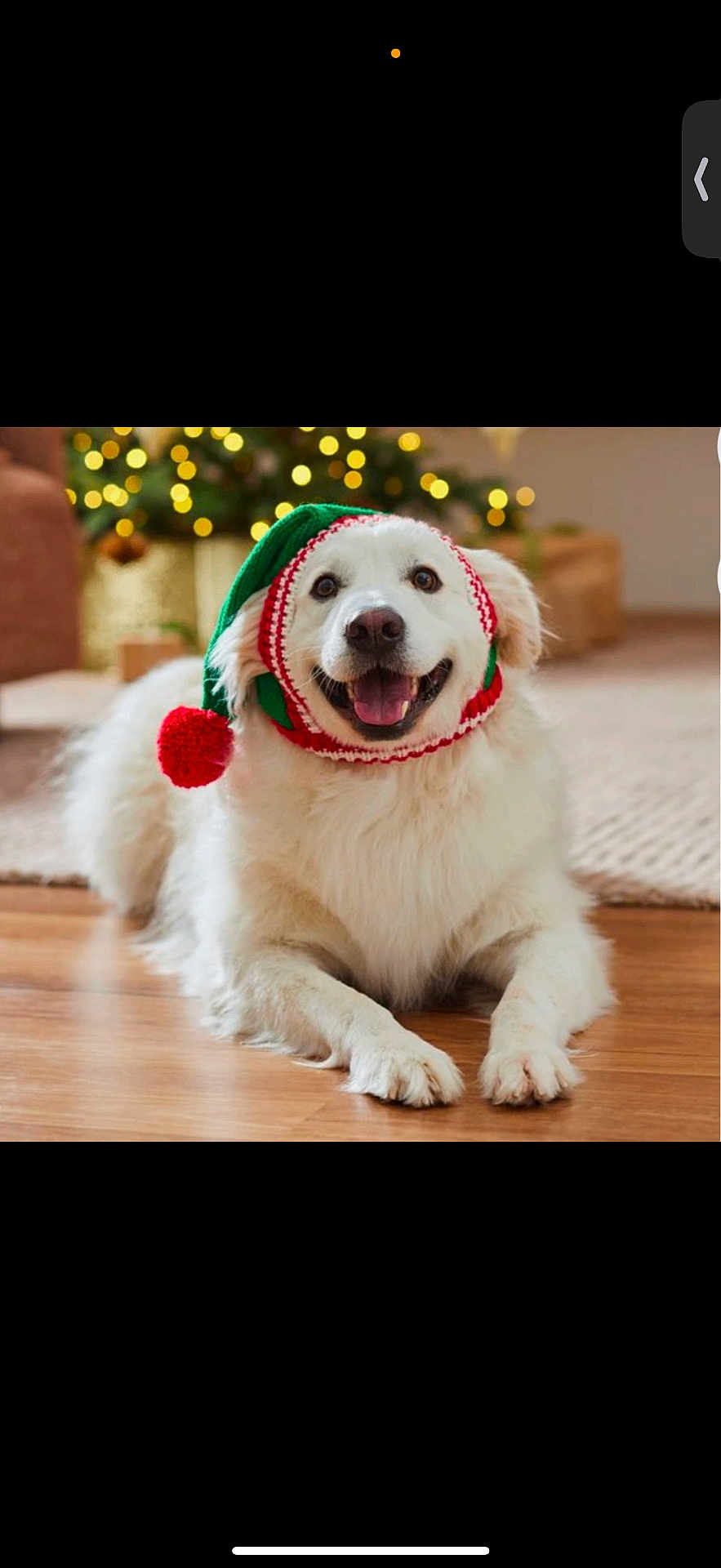 Franklin is registered to the contest to win money with this photo: dog, white_dog, festive_hat, knitted_hat, pom_pom, holiday, christmas, indoor, wooden_floor, smiling, happy, pet, cute, fluffy, domestic_animal, holiday_decor, blurred_background, cozy, lying_down, canine