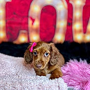 Wren is registered to the contest to win money with this photo: puppy, dog, dachshund, pink_bow, bow, brown_fur, blue_eyes, cute, portrait, blanket, faux_fur, plush, cozy, soft_texture, indoor, background_lights, valentine_decor, red_background, close_up, shallow_depth_of_field