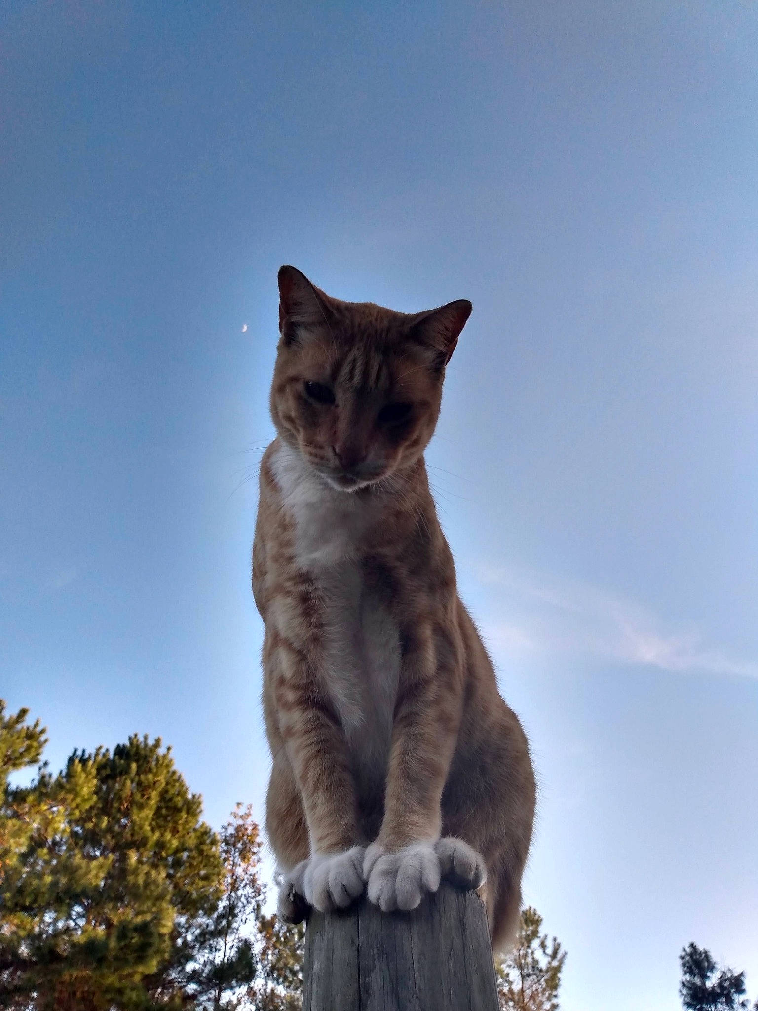 Sunshine joined the competition — help win amazing prizes! canidae, carnivore, cat, cloud, domestic_short_haired_cat, fawn, felidae, fur, plant, sky, small_to_medium_sized_cats, snout, sporting_group, tail, tree, trunk, twig, whiskers, wildlife, wood
