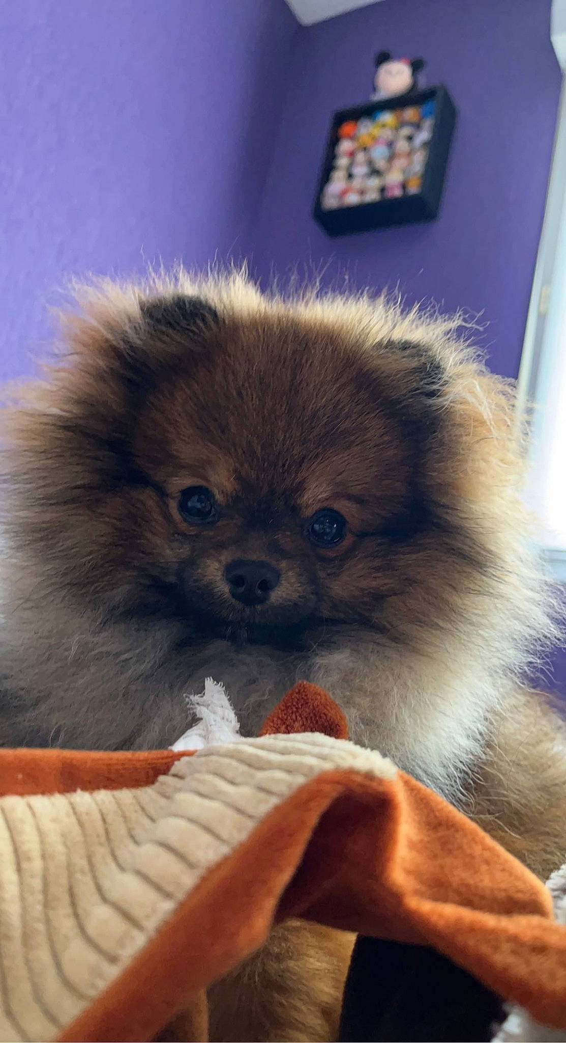 Twini participe au concours pour gagner de l'argent avec cette photo : ancient_dog_breeds, canidae, carnivore, companion_dog, dog, dog_breed, dog_supply, fawn, fur, liver, non_sporting_group, puppy, snout, sporting_group, terrestrial_animal, toy_dog, whiskers, working_animal