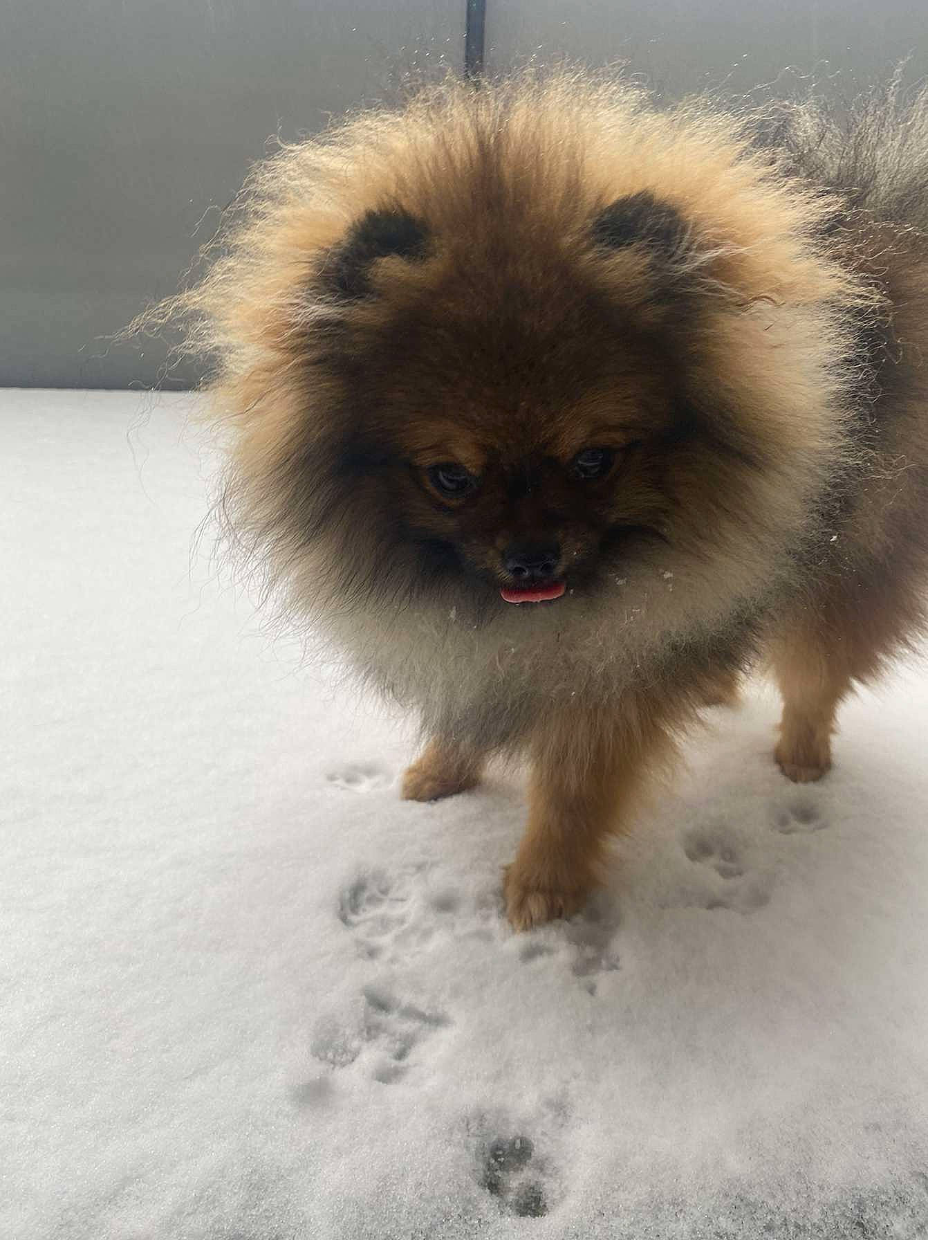Twini a rejoint le concours — aidez-le/la à gagner de superbes lots ! ancient_dog_breeds, canidae, carnivore, companion_dog, dog, dog_breed, fawn, fur, german_spitz, german_spitz_klein, german_spitz_mittel, liver, snout, snow, spitz, sporting_group, tail, terrestrial_animal, toy_dog, working_animal
