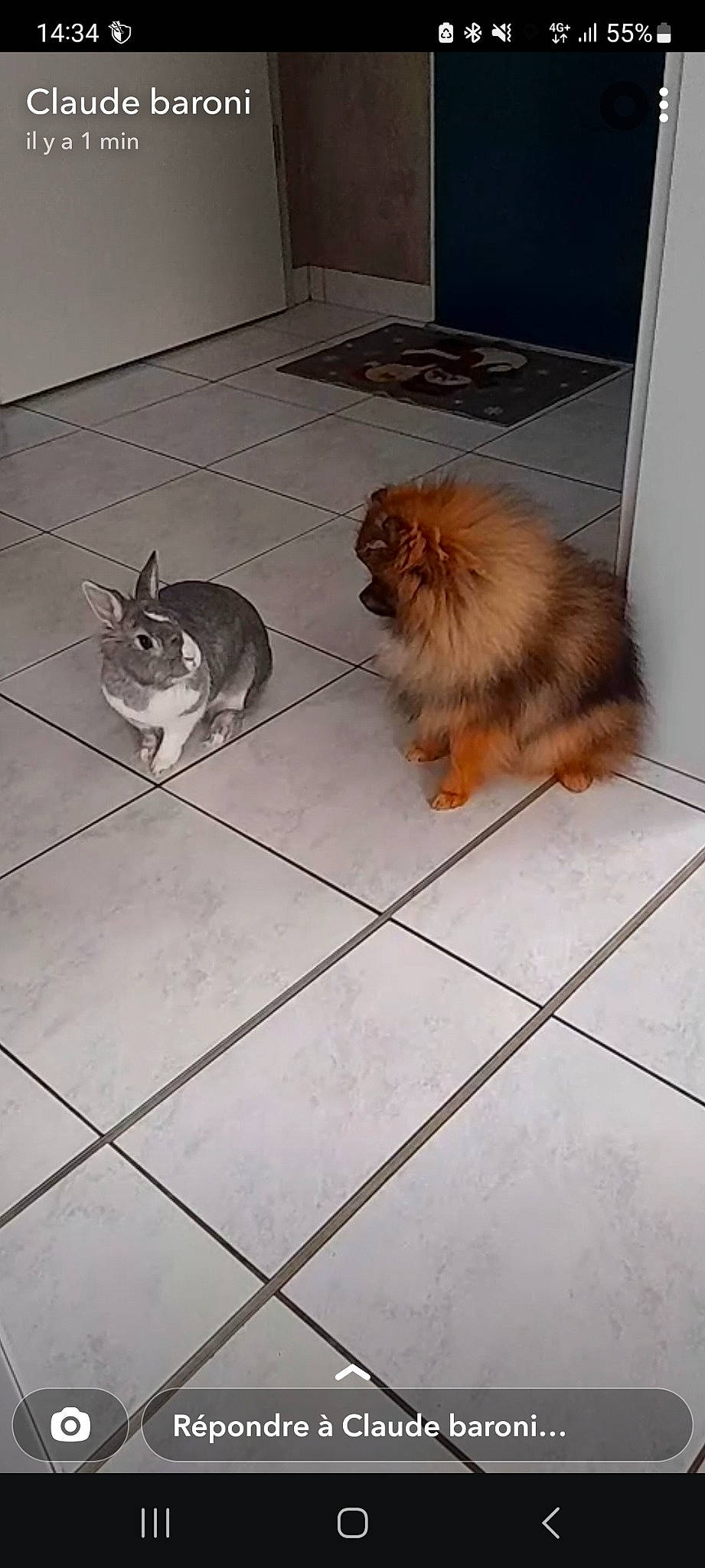 Twini participe au concours pour gagner de l'argent avec cette photo : carnivore, companion_dog, dog, dog_breed, fawn, felidae, floor, flooring, fur, german_spitz, german_spitz_klein, hardwood, liver, mammal, spitz, sporting_group, tail, tile_flooring, toy_dog, vertebrate