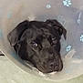 dog, black_dog, cone, protective_collar, paw_prints, pet, animal, close_up, indoor, looking_up, recovery, veterinary, sad, canine, companion, face, ears, nose, pet_care, domestic_animal