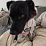Yako a rejoint le concours — aidez-le/la à gagner de superbes lots ! dog, black_dog, hoodie, clothing, blanket, couch, indoor, pet, animal, cozy, person, sitting, curious, casual, living_room, furniture, relaxed, home, paw, text_on_clothing