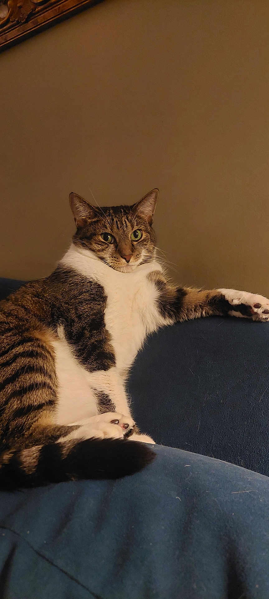 Evie joined the competition — help win amazing prizes! animal, cat, comfort, couch, domestic, ears, feline, fur, green_eyes, household, indoor, lounging, paws, pet, relaxed, resting, striped, tabby, tail, whiskers