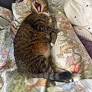 Evie joined the competition — help win amazing prizes! animal, bed, blanket, cat, claws, cozy, cute, domestic, feline, fur, indoor, mammal, patterned_blanket, pet, resting, sleepy, tabby, tail, whiskers, yawn