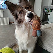 Saiko participe au concours pour gagner de l'argent avec cette photo : dog, toy, plush_toy, tennis_ball, living_room, floor, furniture, pet, cute, animal, indoor, canine, ears, fur, nose, eyes, sitting, household, open_door, home