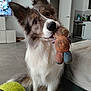 dog, toy, plush_toy, tennis_ball, living_room, floor, furniture, pet, cute, animal, indoor, canine, ears, fur, nose, eyes, sitting, household, open_door, home