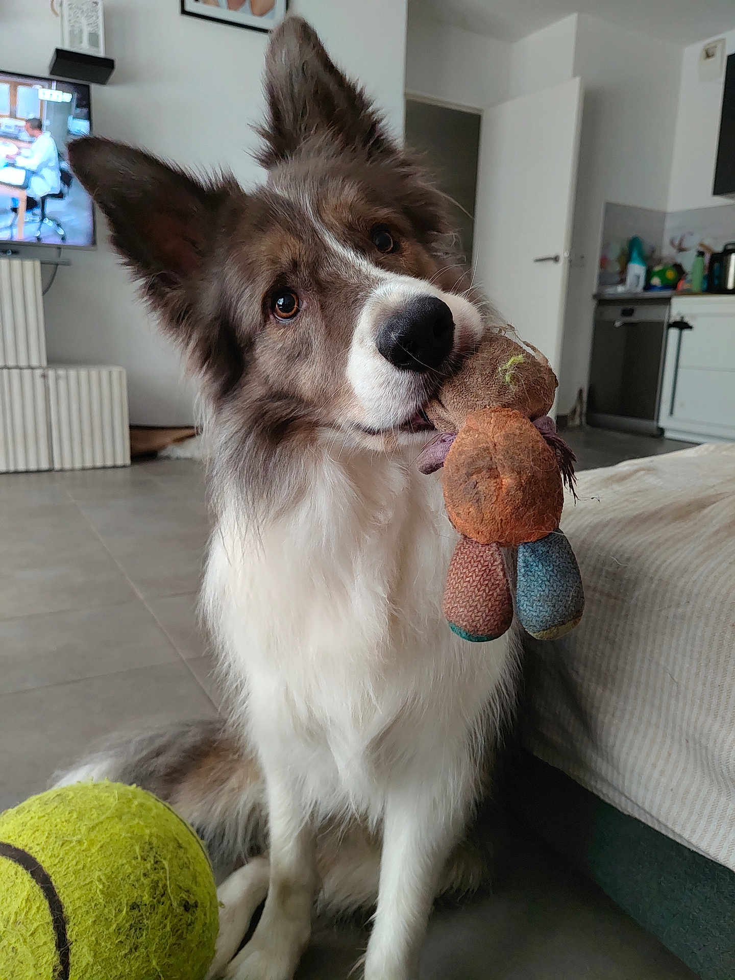 Saiko participe au concours pour gagner de l'argent avec cette photo : dog, toy, plush_toy, tennis_ball, living_room, floor, furniture, pet, cute, animal, indoor, canine, ears, fur, nose, eyes, sitting, household, open_door, home