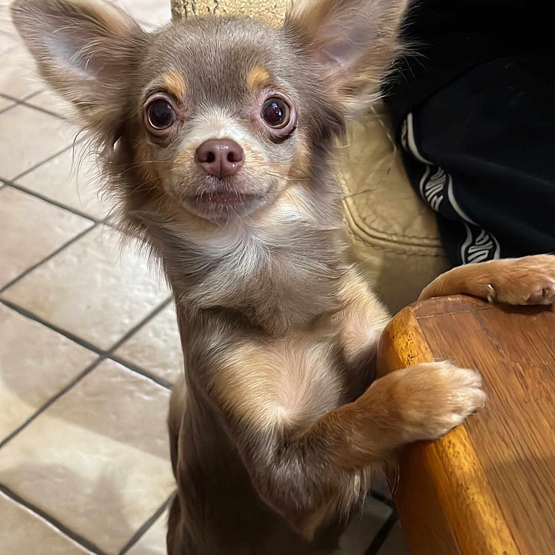 Rockette participe au concours pour gagner de l'argent avec cette photo : adult, animal, bird, canine, chihuahua, cockerspaniel, dog, female, flagstone, hardwood, papillon, path, person, pet, plywood, puppy, terrier, walkway, woman, wood