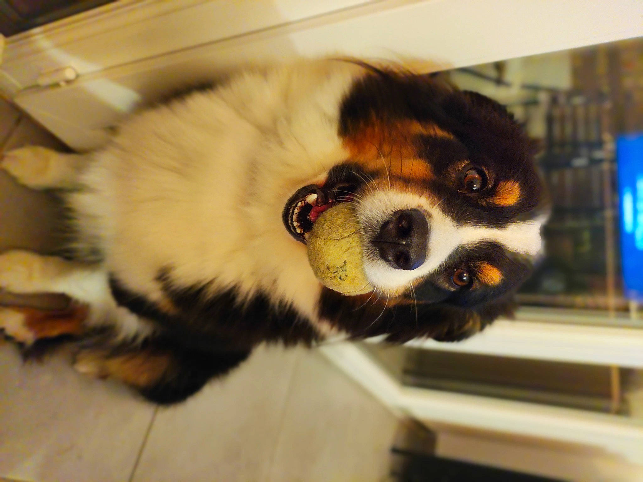 Haka participe au concours pour gagner de l'argent avec cette photo : canidae, carnivore, collar, companion_dog, dog, dog_breed, dog_supply, fawn, flooring, fur, german_spitz, paw, red_panda, sporting_group, tail, terrestrial_animal, toy_dog, whiskers, working_animal, working_dog