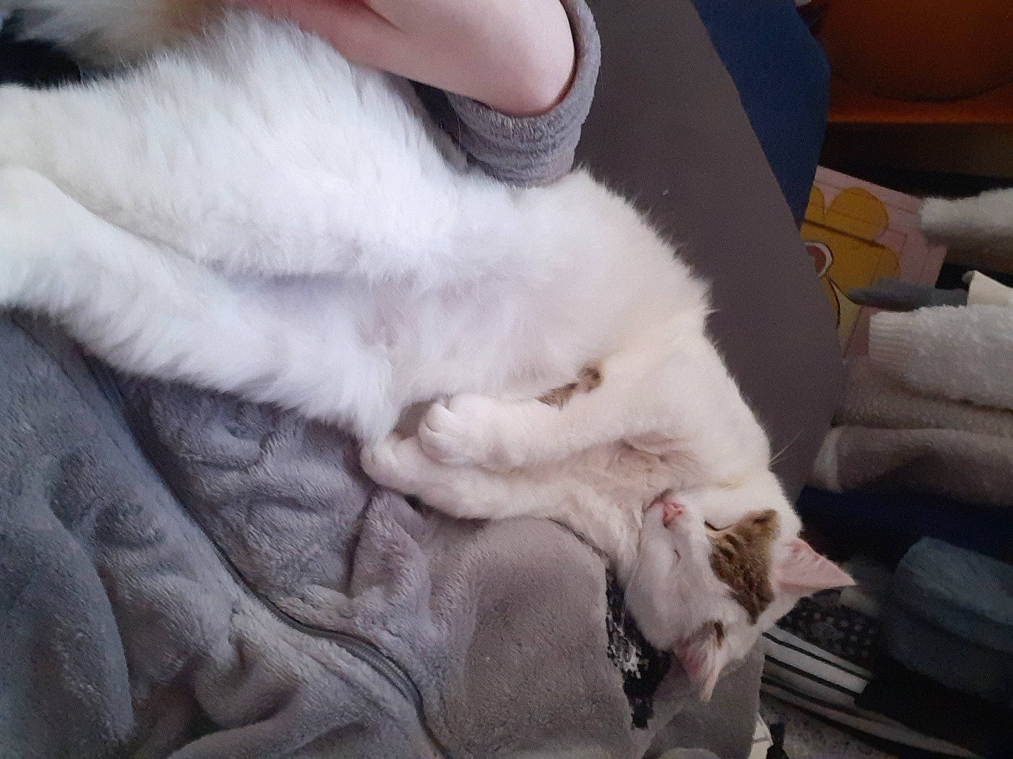 Linette a rejoint le concours — aidez-le/la à gagner de superbes lots ! canidae, carnivore, cat, claw, comfort, companion_dog, dog_breed, domestic_short_haired_cat, felidae, fur, nap, paw, sleep, small_to_medium_sized_cats, sporting_group, tail, whiskers