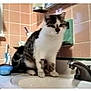 Mr. Kitty joined the competition — help win amazing prizes! cat, sink, bathroom, tile_wall, faucet, pet, animal, indoor, white_and_gray_cat, countertop, household, domestic_cat, kitten, sitting, fur, whiskers, ears, face, curious, cute