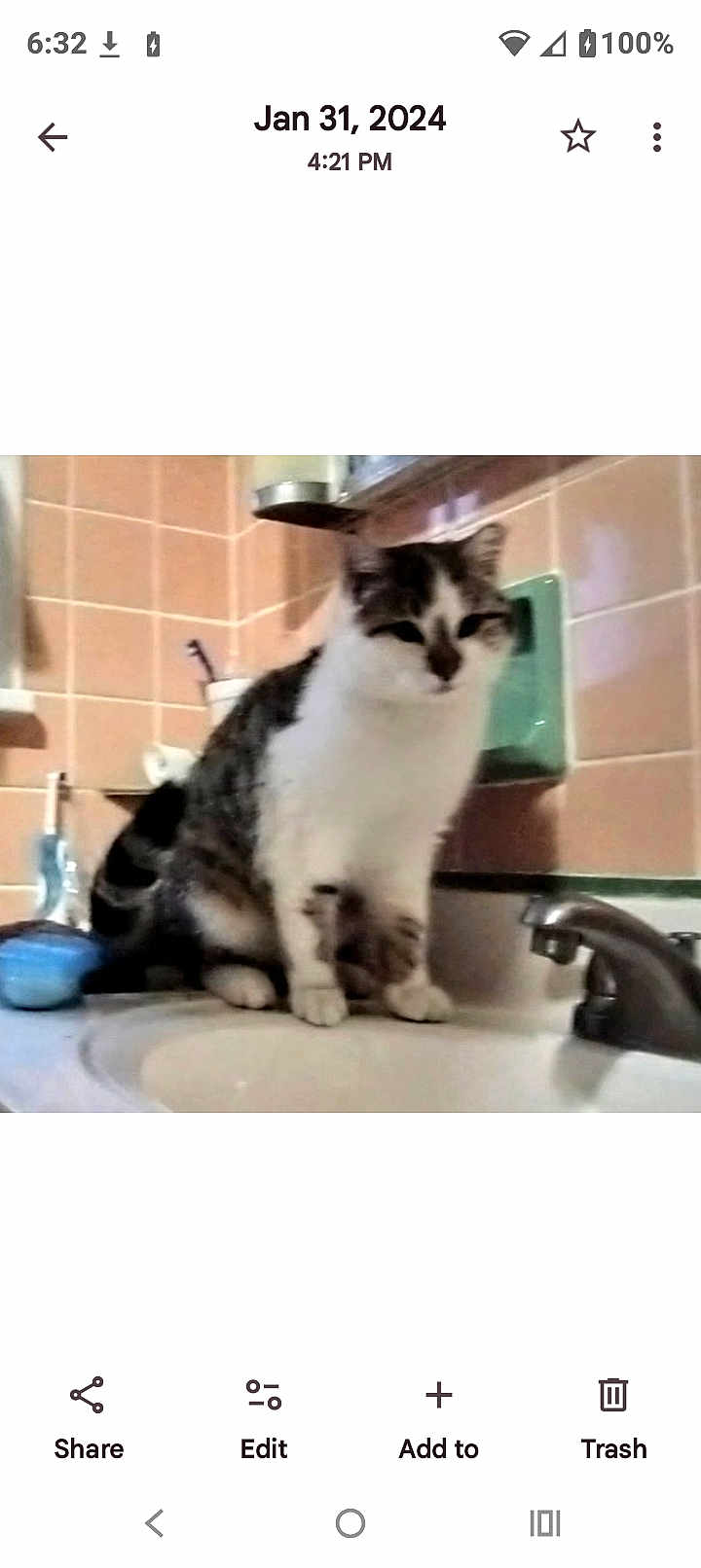 Mr. Kitty joined the competition — help win amazing prizes! cat, sink, bathroom, tile_wall, faucet, pet, animal, indoor, white_and_gray_cat, countertop, household, domestic_cat, kitten, sitting, fur, whiskers, ears, face, curious, cute