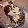 cat, tabby, sleeping, cuddling, bed, blanket, fur, pet, domestic_animal, cozy, resting, animal, cute, whiskers, paw, indoor, two_cats, striped, close_up, relaxed
