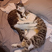 Miss Kitty is registered to the contest to win money with this photo: cat, tabby, sleeping, cuddling, bed, blanket, fur, pet, domestic_animal, cozy, resting, animal, cute, whiskers, paw, indoor, two_cats, striped, close_up, relaxed