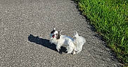 Pimousse participe au concours pour gagner de l'argent avec cette photo : animal, black_patches, bushes, canine, daytime, dog, grass, greenery, happy, nature, outdoor, paved_path, pet, scenic, shadow, small_dog, summer, sunlight, walking_path, white_dog