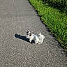 animal, black_patches, bushes, canine, daytime, dog, grass, greenery, happy, nature, outdoor, paved_path, pet, scenic, shadow, small_dog, summer, sunlight, walking_path, white_dog
