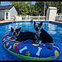 dog, boston_terrier, pool, inflatable_float, water, backyard, fence, sunny, summer, pet, animal, outdoor, blue, grass, trees, relaxing, happy, canine, leisure, daytime