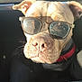 dog, sunglasses, pet, car_interior, sunlight, close_up, brown_dog, canine, funny, portrait, animal, travel, seat, collar, shadow, face, cute, nose, ears, domestic_animal