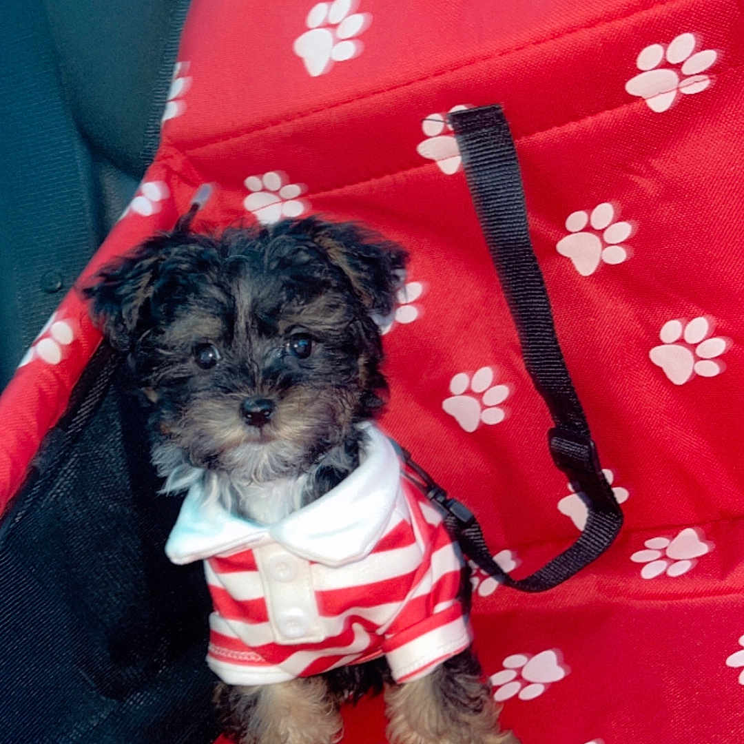 Blaze is registered to the contest to win money with this photo: accessories, affenpinscher, animal, blanket, bulldog, canine, clothing, couch, dog, dress, fashion, formalwear, furniture, gown, leash, pet, poodle, puppy, strap, terrier