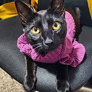 Jinx is registered to the contest to win money with this photo: animal, black_cat, carpet, cat, chair, close_up, cozy, cute, domestic_animal, feline, fur, indoor, looking_up, metal_chair_base, pet, purple_sweater, relaxed, texture, whiskers, yellow_eyes