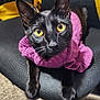 animal, black_cat, carpet, cat, chair, close_up, cozy, cute, domestic_animal, feline, fur, indoor, looking_up, metal_chair_base, pet, purple_sweater, relaxed, texture, whiskers, yellow_eyes