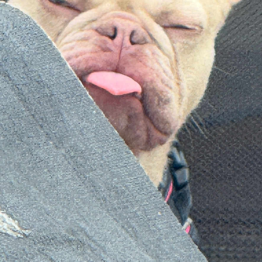 Suzy joined the competition — help win amazing prizes! animal, bodypart, bostonbull, boxer, bulldog, canine, dog, frenchbulldog, mouth, person, pet, pitbull, puppy, sleeping, tongue, whitedog