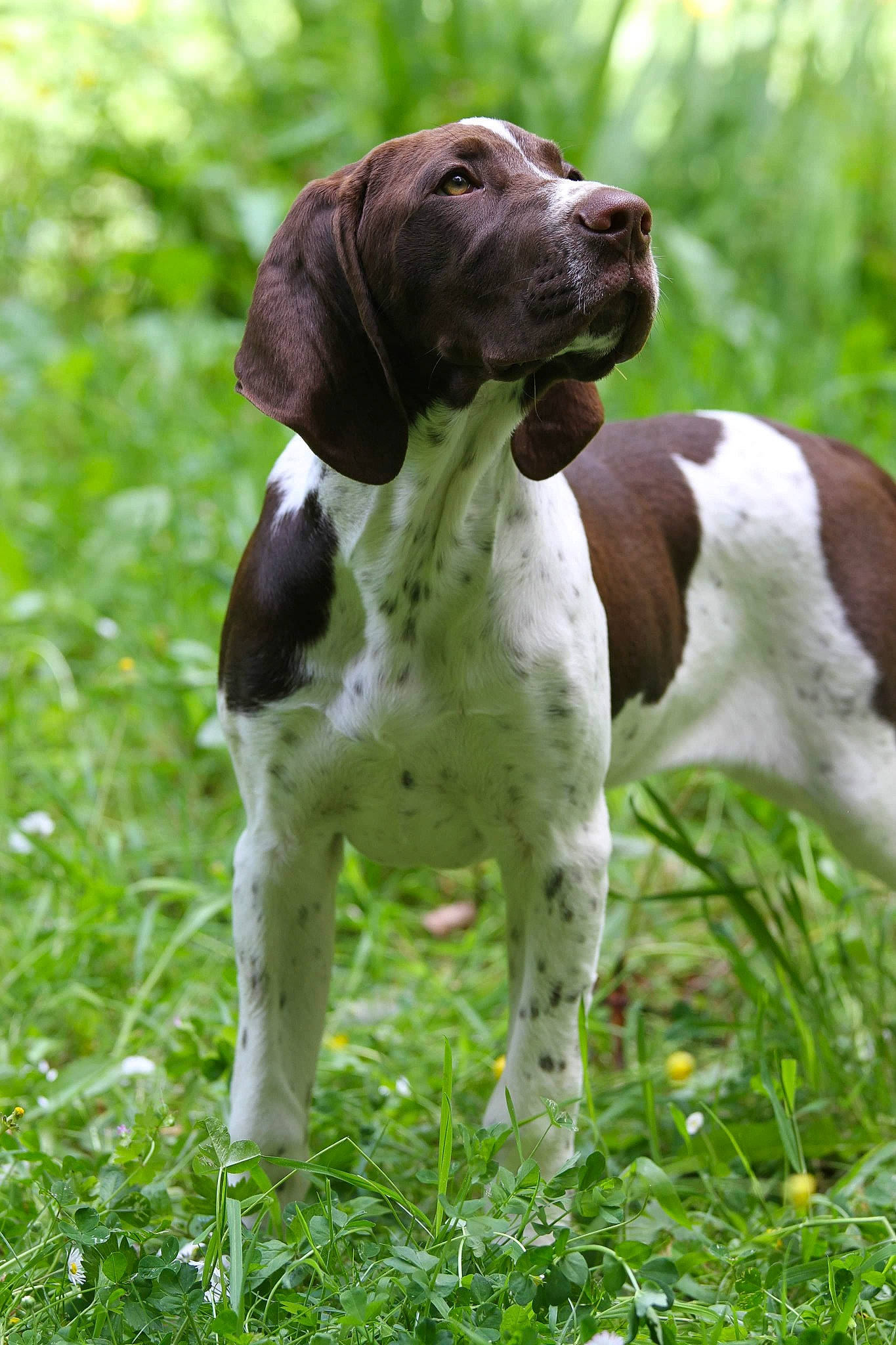 Pandore Du Milobre De Bouisse