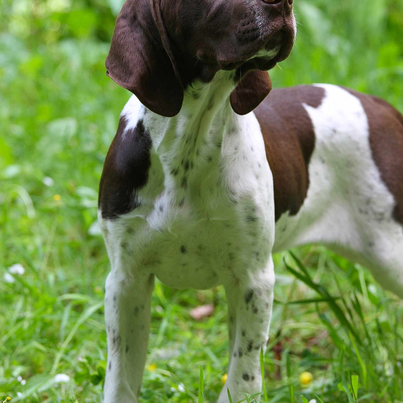 Pandore Du Milobre De Bouisse