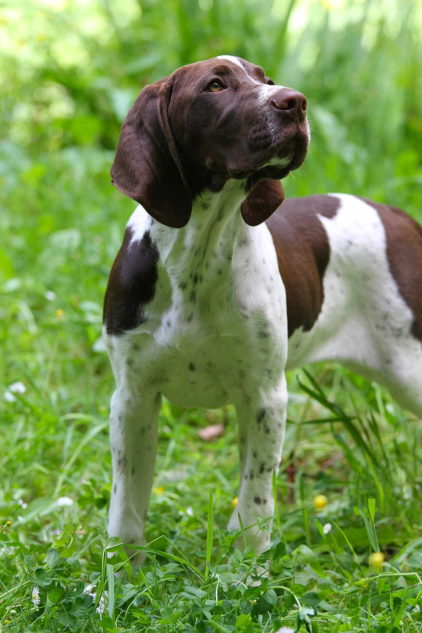 Pandore Du Milobre De Bouisse