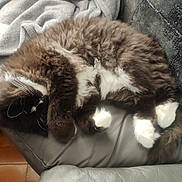 Merlin is registered to the contest to win money with this photo: cat, fluffy, black_and_white, sleeping, couch, leather, paws, blanket, cushion, cozy, indoor, pet, fur, relaxed, close_up, animal, whiskers, tail, resting, domestic_cat