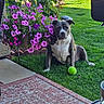 dog, grass, flower_pot, pink_flowers, purple_flowers, green_ball, hammock, patio, rug, outdoor, pet, plant, leaf, garden, sunlight, relaxation, canine, nature, yard, summer