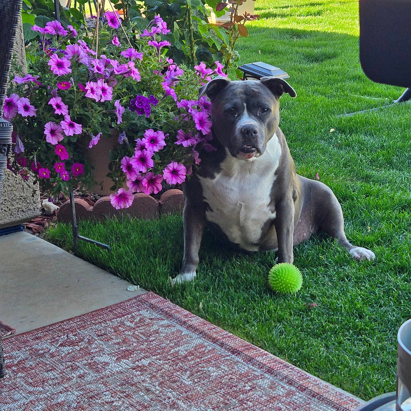 Lacey joined the competition — help win amazing prizes! dog, grass, flower_pot, pink_flowers, purple_flowers, green_ball, hammock, patio, rug, outdoor, pet, plant, leaf, garden, sunlight, relaxation, canine, nature, yard, summer