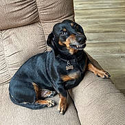 Schultz joined the competition — help win amazing prizes! animal, black, brown, canine, collar, couch, cute, dachshund, dog, domestic_animal, fur, fur_texture, indoor, living_room, paw, pet, resting, smiling, tag, wood_floor