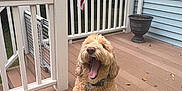 Clover is registered to the contest to win money with this photo: dog, golden_doodle, yawning, pet, outdoor, deck, wooden_floor, railing, american_flag, house, blue_wall, plant_pot, collar, fur, sitting, tongue, mouth_open, daylight, nature, trees