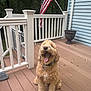 dog, golden_doodle, yawning, pet, outdoor, deck, wooden_floor, railing, american_flag, house, blue_wall, plant_pot, collar, fur, sitting, tongue, mouth_open, daylight, nature, trees