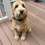 Clover is registered to the contest to win money with this photo: dog, pet, curly_hair, collar, outdoor, deck, wooden_floor, railing, planter, brown, tan, sitting, cute, animal, fur, portrait, domestic_animal, companion, calm, friendly