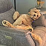 Clover is registered to the contest to win money with this photo: dog, recliner, furniture, living_room, curly_hair, relaxed, pet, paw, gray, fluffy, canine, collar, table, vase, dried_flowers, home_decor, cozy, indoor, resting, cute